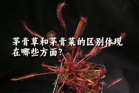 茅膏草和茅膏菜的区别体现在哪些方面？