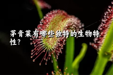 茅膏菜有哪些独特的生物特性？