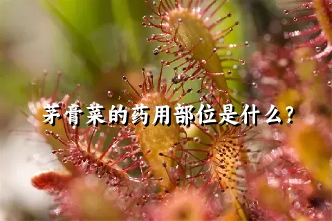 茅膏菜的药用部位是什么？