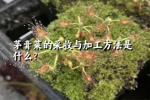 茅膏菜的采收与加工方法是什么？