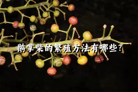 鹅掌柴的繁殖方法有哪些？