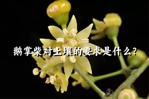 鹅掌柴对土壤的要求是什么？