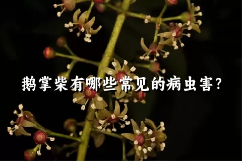 鹅掌柴有哪些常见的病虫害？