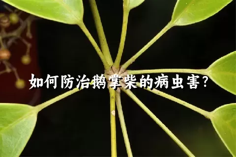 如何防治鹅掌柴的病虫害？