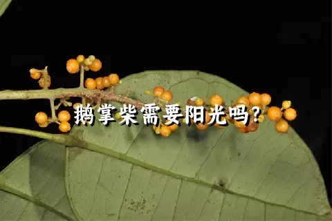 鹅掌柴需要阳光吗？