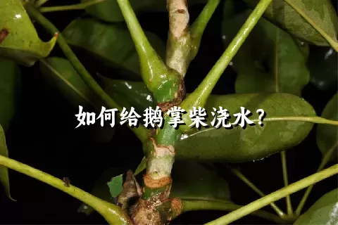 如何给鹅掌柴浇水？