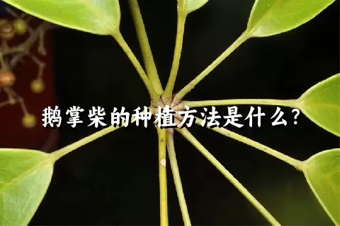 鹅掌柴的种植方法是什么？