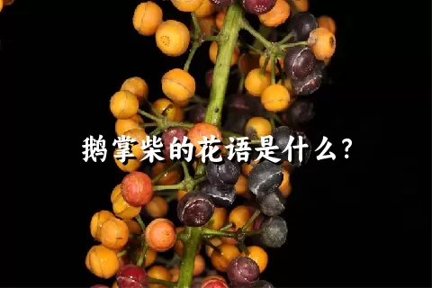 鹅掌柴的花语是什么？