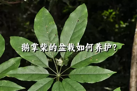 鹅掌柴的盆栽如何养护？