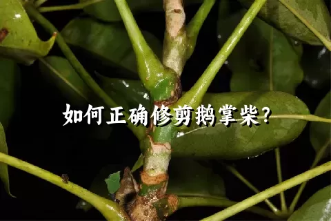 如何正确修剪鹅掌柴？