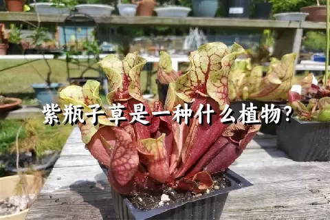 紫瓶子草是一种什么植物？