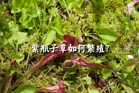 紫瓶子草如何繁殖？