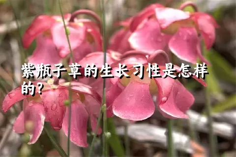 紫瓶子草的生长习性是怎样的？