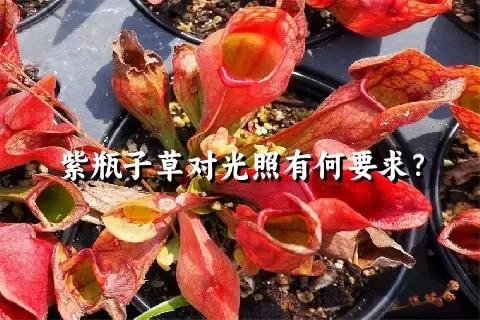 紫瓶子草对光照有何要求？