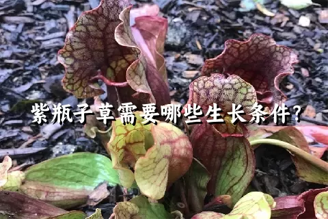 紫瓶子草需要哪些生长条件？