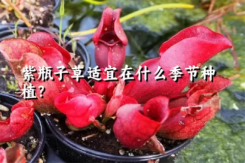 紫瓶子草适宜在什么季节种植？