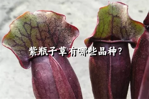 紫瓶子草有哪些品种？