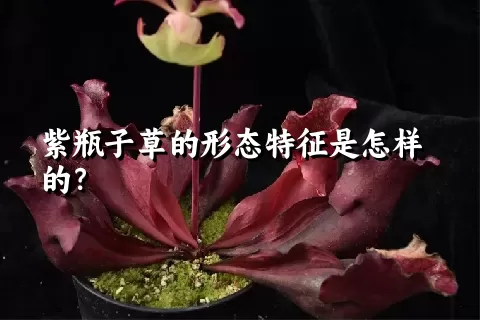 紫瓶子草的形态特征是怎样的？