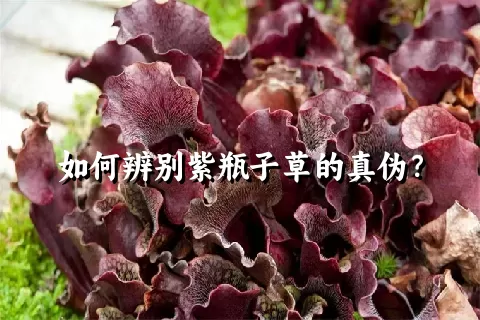 如何辨别紫瓶子草的真伪？