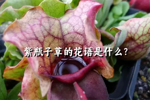 紫瓶子草的花语是什么？