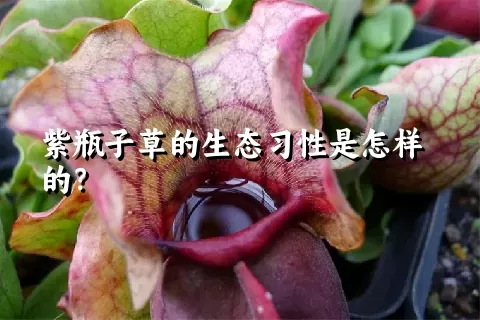 紫瓶子草的生态习性是怎样的？