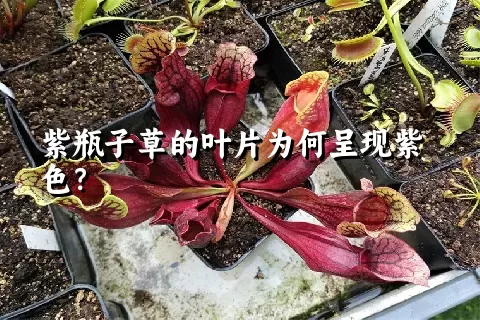 紫瓶子草的叶片为何呈现紫色？