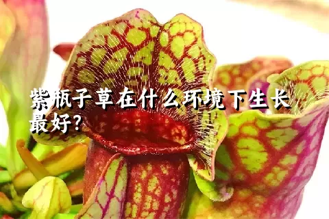 紫瓶子草在什么环境下生长最好？