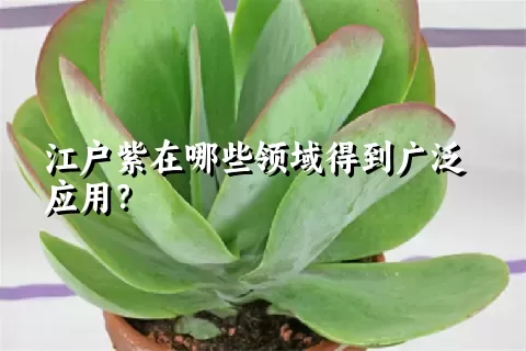 江户紫在哪些领域得到广泛应用？