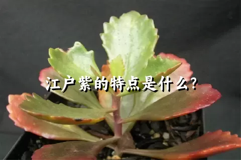 江户紫的特点是什么？