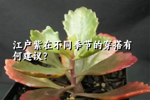 江户紫在不同季节的穿搭有何建议？