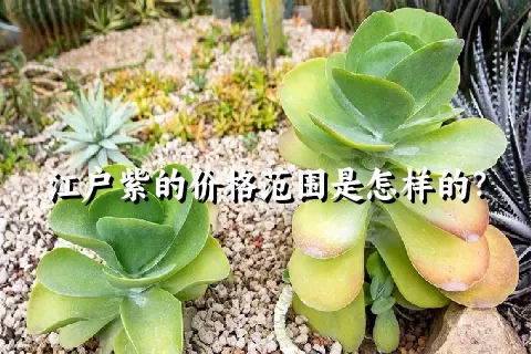 江户紫的价格范围是怎样的？