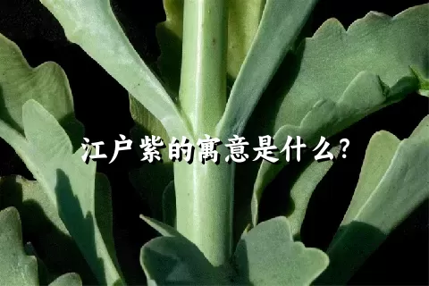 江户紫的寓意是什么？