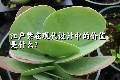 江户紫在现代设计中的价值是什么？