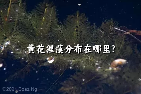 黄花狸藻分布在哪里?