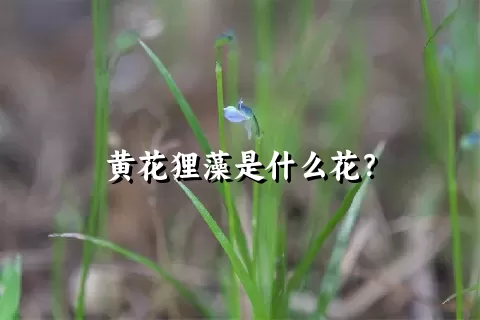 黄花狸藻是什么花？