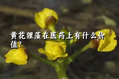 黄花狸藻在医药上有什么价值？