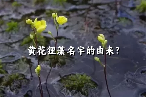 黄花狸藻名字的由来？