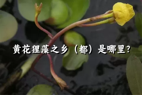 黄花狸藻之乡（都）是哪里？