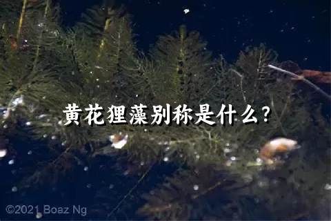 黄花狸藻别称是什么？