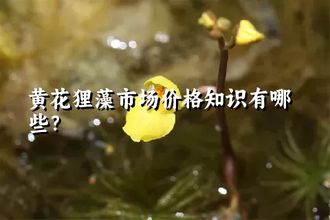 黄花狸藻市场价格知识有哪些？