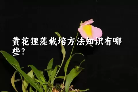 黄花狸藻栽培方法知识有哪些？