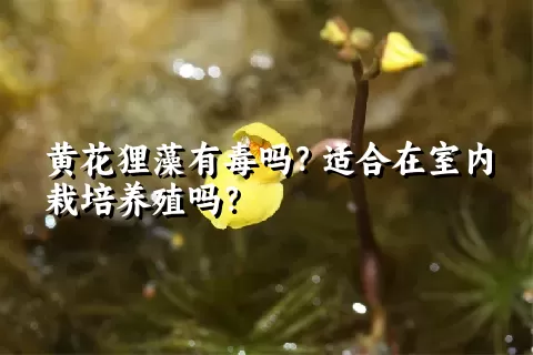 黄花狸藻有毒吗？适合在室内栽培养殖吗？