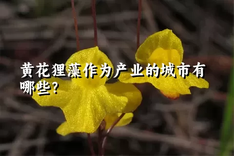 黄花狸藻作为产业的城市有哪些？