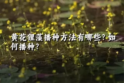 黄花狸藻播种方法有哪些？如何播种？