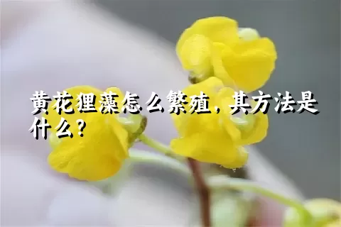 黄花狸藻怎么繁殖，其方法是什么？