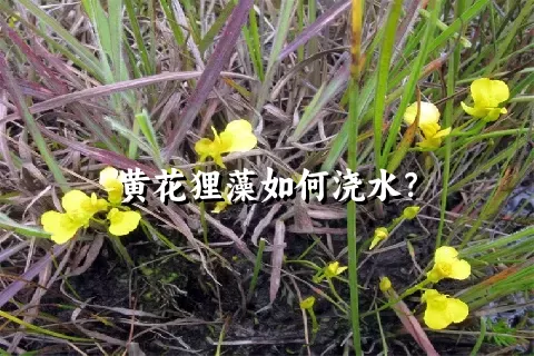 黄花狸藻如何浇水？