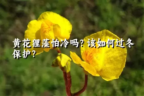 黄花狸藻怕冷吗？该如何过冬保护？