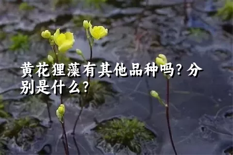 黄花狸藻有其他品种吗？分别是什么？