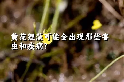 黄花狸藻可能会出现那些害虫和疾病？