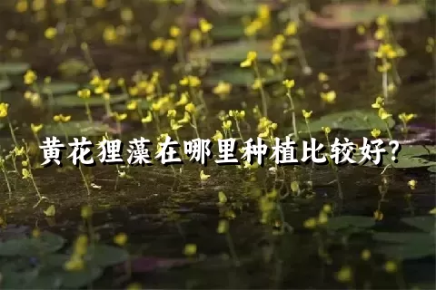 黄花狸藻在哪里种植比较好？